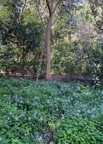 L'hort d'Almenar (Burjassot, L'Horta Nord)